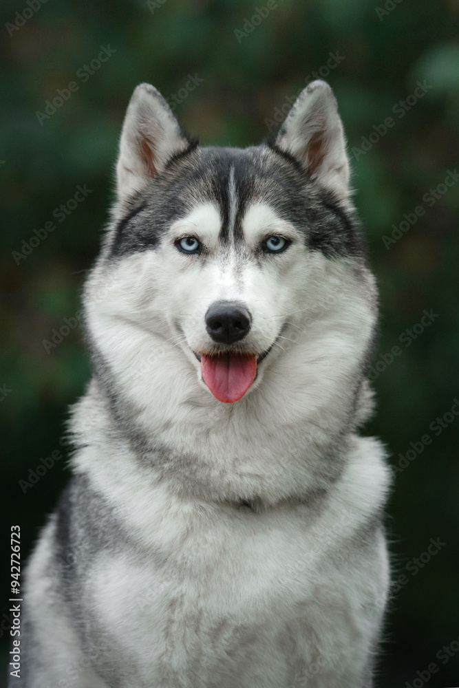 A Siberian Husky stands with a happy expression, facing the camera. The dog bright demeanor contrasts with the soft, blurred background. A Siberian Husky stands with a happy expression, facing the camera. The dog bright demeanor contrasts with the soft, blurred background.
