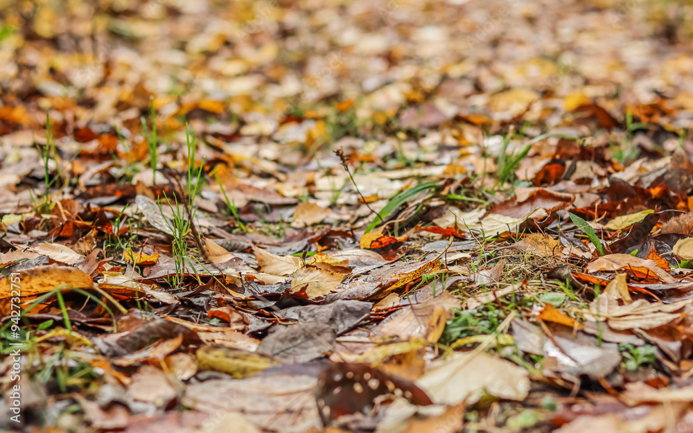 Autumn background of fallen yellow leaves in sunlight Autumn background of fallen yellow leaves in sunlight