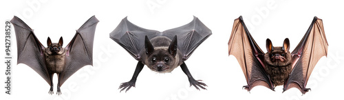 bat front isolated on a transparent PNG background, white background , cut out, clipping path, Generative Ai photo