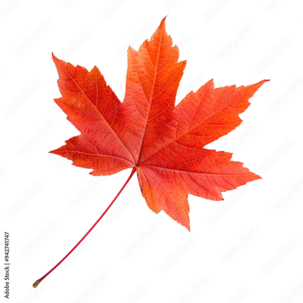 autumn maple leaf on a transparent background autumn maple leaf on a transparent background