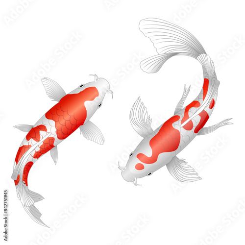 Koi fish Cartoon isolated on white background. Vector illustration. 
