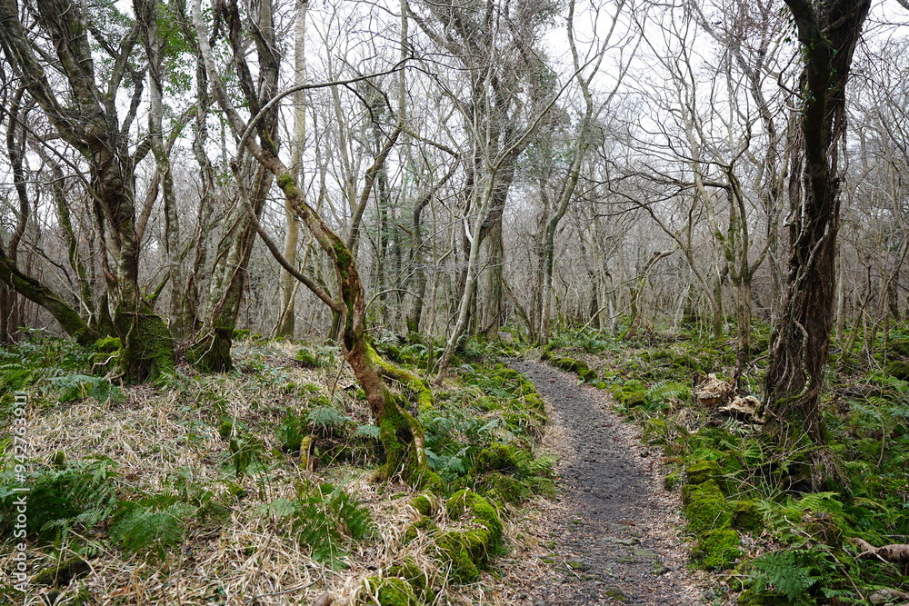 dreary winter forest with pathway dreary winter forest with pathway
