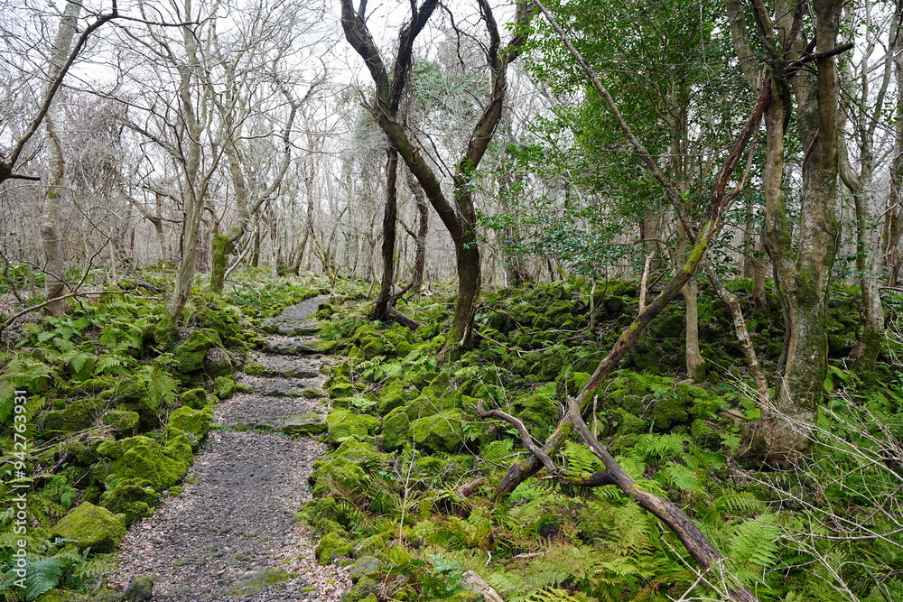 winter forest with mossy rocks and bare trees winter forest with mossy rocks and bare trees