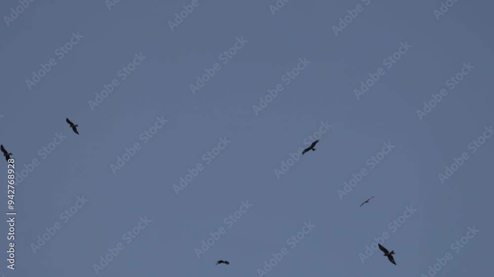 Black kite birds. Many birds hovering in the blue sky, Black kite birds. Many birds hovering in the blue sky,