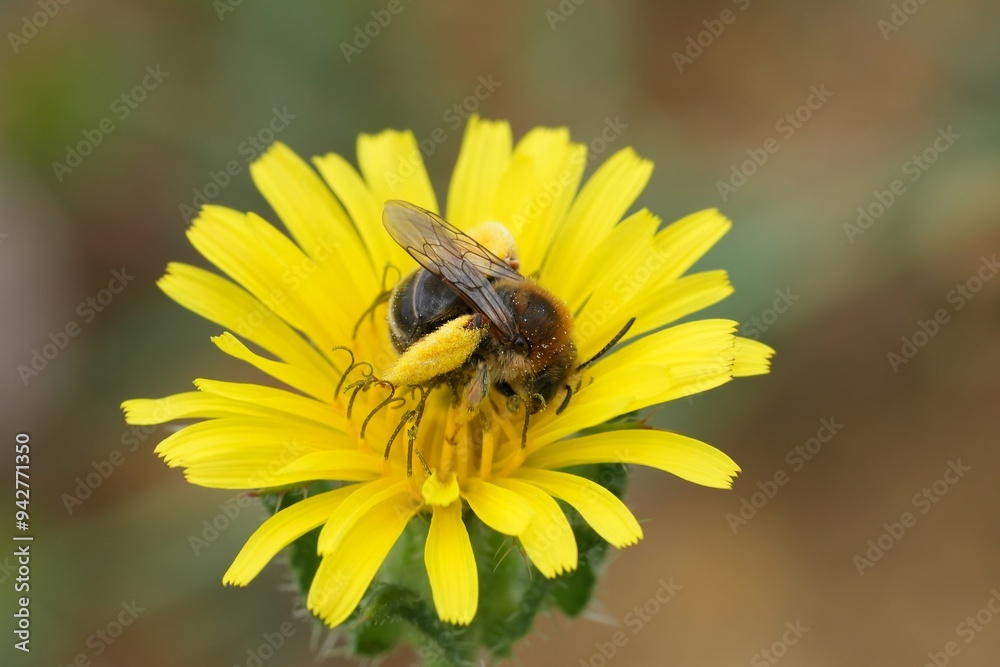 Closeup on a female Eucera nigrifacies in a yellow flower, Gard, France Closeup on a female Eucera nigrifacies in a yellow flower, Gard, France
