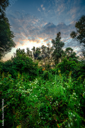 Big green grass on trees in forest , summer sunrise and morning in woodlands . Beautiful sky , a lot of grass , sunlight . Wild naure at summer morning , green colors. Trees covered by grass  photo