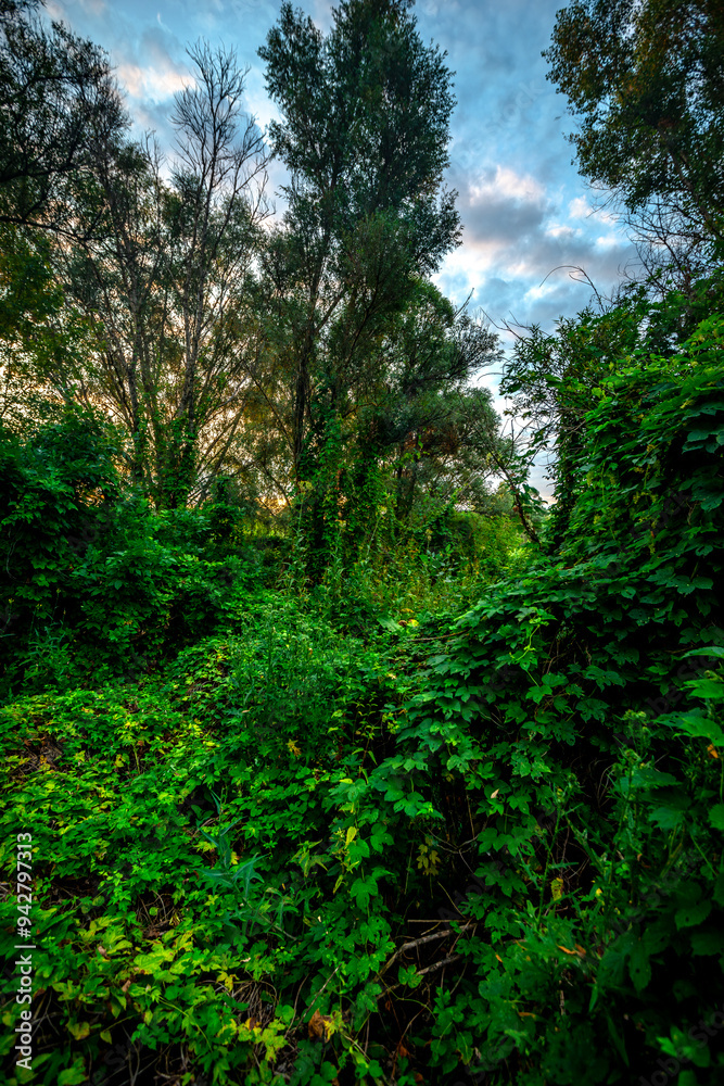 Big green grass on trees in forest , summer sunrise and morning in woodlands . Beautiful sky , a lot of grass , sunlight . Wild naure at summer morning , green colors. Trees covered by grass Big green grass on trees in forest , summer sunrise and morning in woodlands . Beautiful sky , a lot of grass , sunlight . Wild naure at summer morning , green colors. Trees covered by grass
