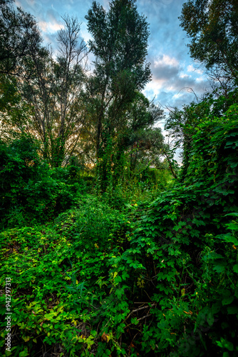 Big green grass on trees in forest , summer sunrise and morning in woodlands . Beautiful sky , a lot of grass , sunlight . Wild naure at summer morning , green colors. Trees covered by grass 