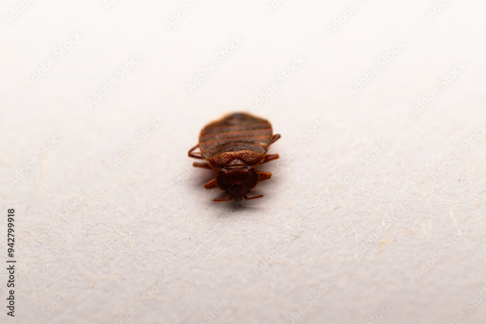 dead bedbug dead bedbug