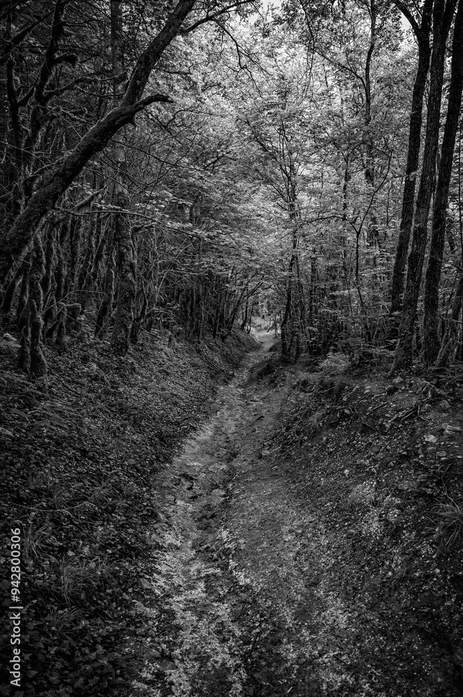 au coeur de la forêt humide, noir blanc dramatique au coeur de la forêt humide, noir blanc dramatique