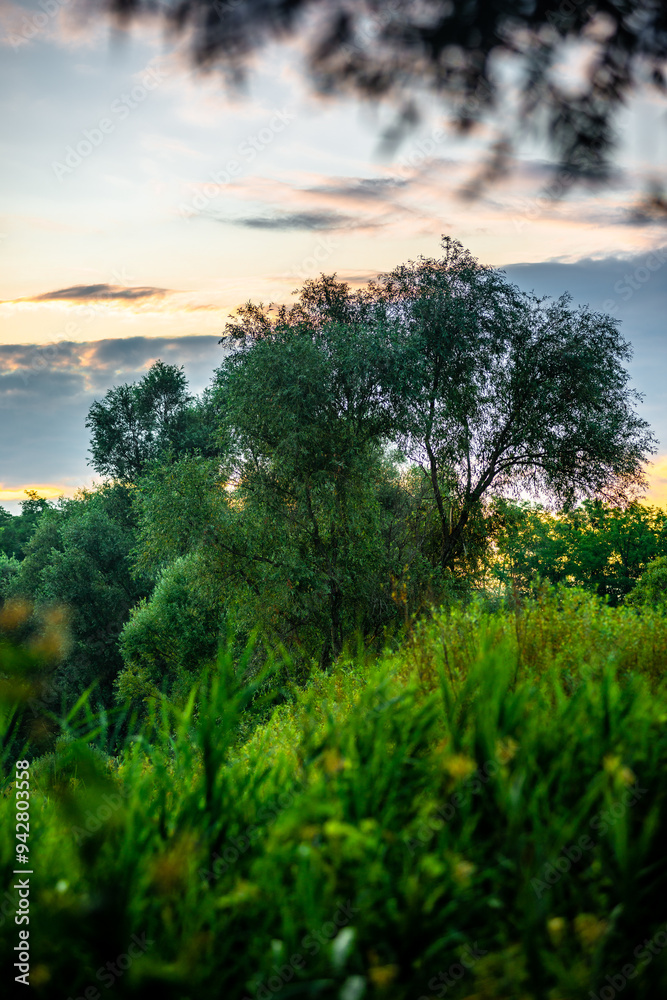 Obraz premium Trees in woodlands , forest beauty . Green leafs , summer morning , green grass , sunlights on field , beautiful landscape . Summer sunrise in forest , woodlands .Trees covered by grass .Clouds 