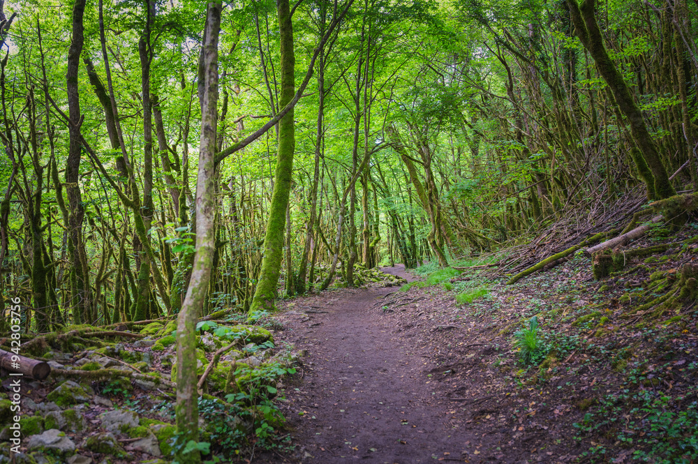 Forêt humide au abord de la Valserine Forêt humide au abord de la Valserine