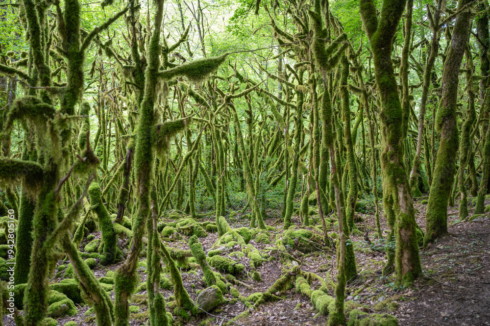 Obraz premium Forêt humide au abord de la Valserine