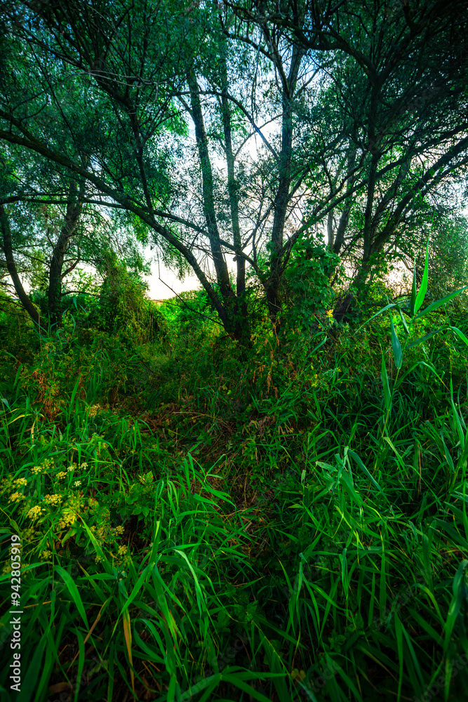 Obraz premium Trees in woodlands , forest beauty . Green leafs , summer morning , green grass , sunlights on field , beautiful landscape . Summer sunrise in forest , woodlands .Trees covered by grass .Clouds 