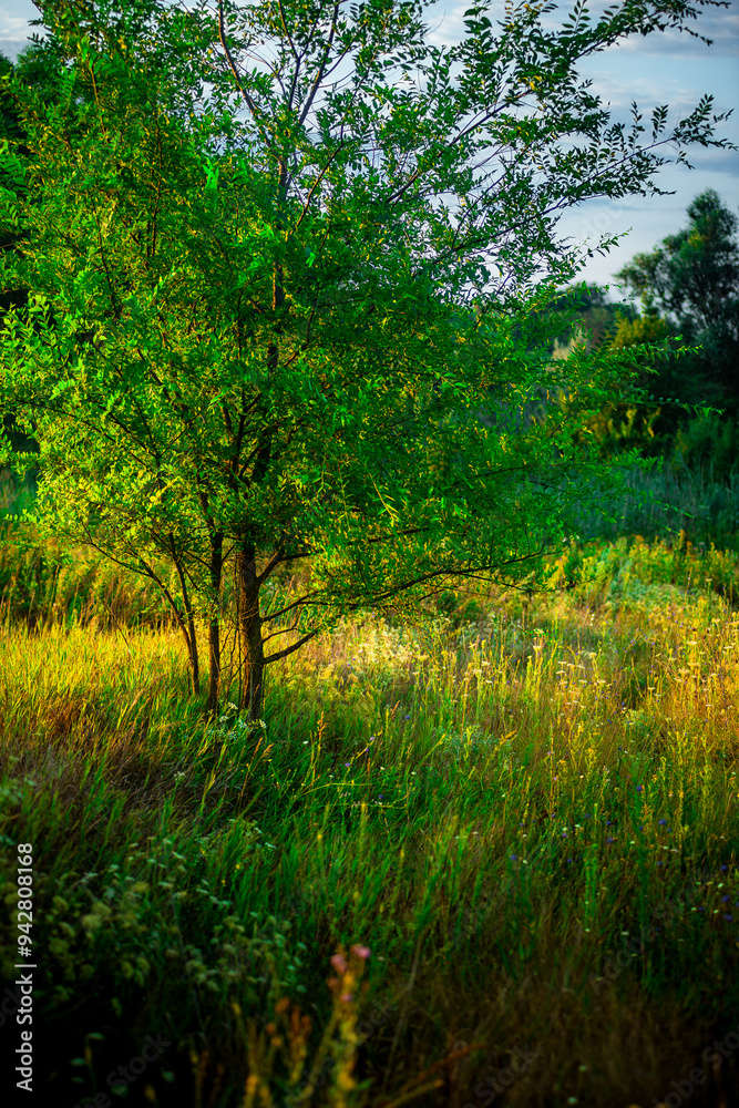Trees in woodlands , forest beauty . Green leafs , summer morning , green grass , sunlights on field , beautiful landscape . Summer sunrise in forest , woodlands .Trees covered by grass .Clouds Trees in woodlands , forest beauty . Green leafs , summer morning , green grass , sunlights on field , beautiful landscape . Summer sunrise in forest , woodlands .Trees covered by grass .Clouds