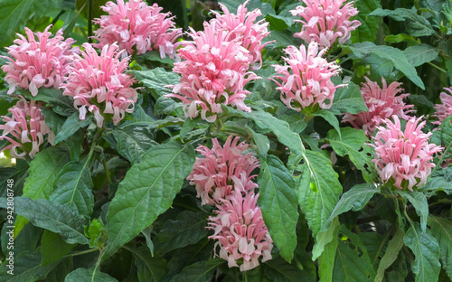 Beautiful close-up of justicia carnea photo