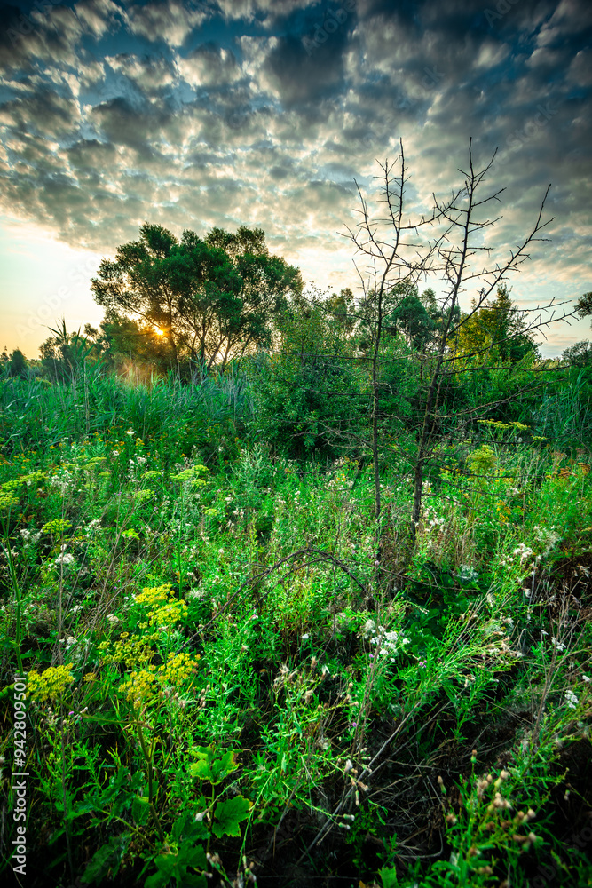 Fototapeta premium Sunlights throught the forest and trees , beautiful clouds in the sky . Summer morning , green grass . Trees on field , sun over the woods , blue sky .