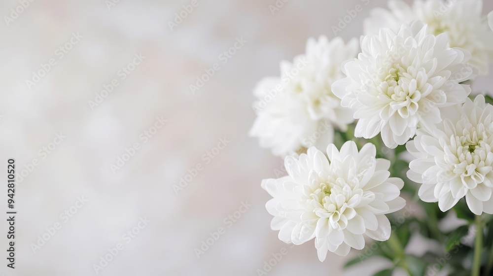 Pure white flowers in soft focus, surrounded by a dreamy bokeh backdrop, ideal for conveying peace and solemnity in memorial visuals Pure white flowers in soft focus, surrounded by a dreamy bokeh backdrop, ideal for conveying peace and solemnity in memorial visuals