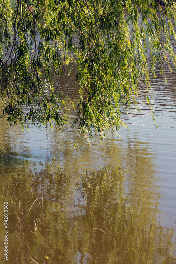 tree branches and water reflections. close-up. landscape tree branches and water reflections. close-up. landscape