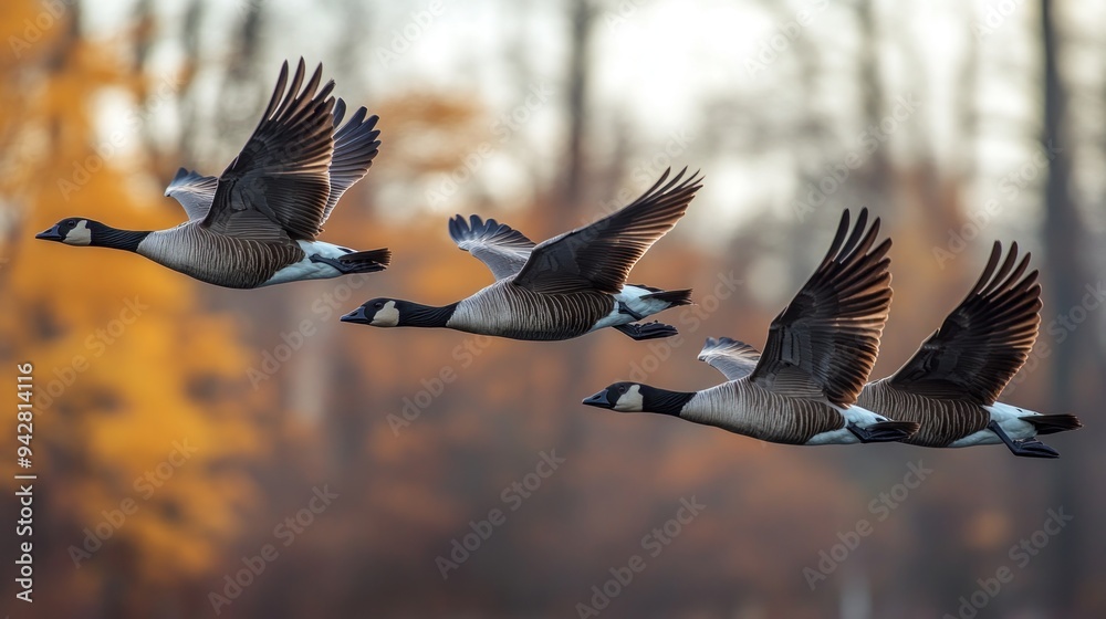 Three Geese in Flight