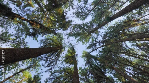 Bottom up view of trees in a rain forest in Sri Lanka
