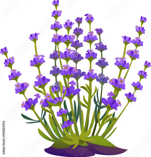 Lavender flowers in full bloom growing in a garden soil. Isolated cartoon vector vibrant blossoms, herb or plant bunch for aromatherapy, cosmetics, oil and natural health products