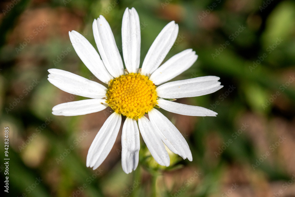 daisy flower closeup daisy flower closeup