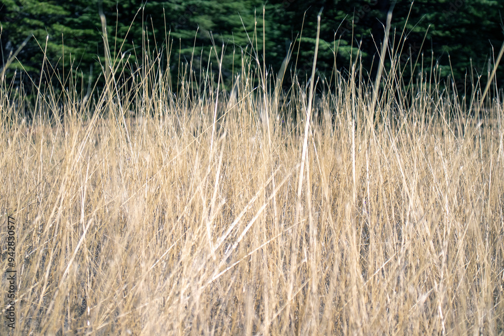 dried yellow meadow background. close up. dried yellow meadow background. close up.