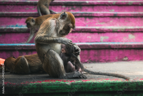A mother monkey taking care of her child