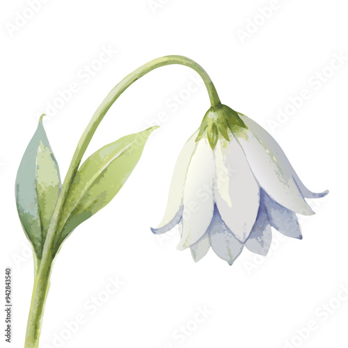snowdrop flower isolated on white