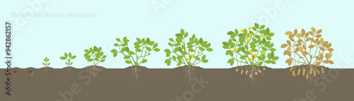 Stages of Growth of a Peanut Plant. Arachis hypogaea. The life cycle. Vector illustration.