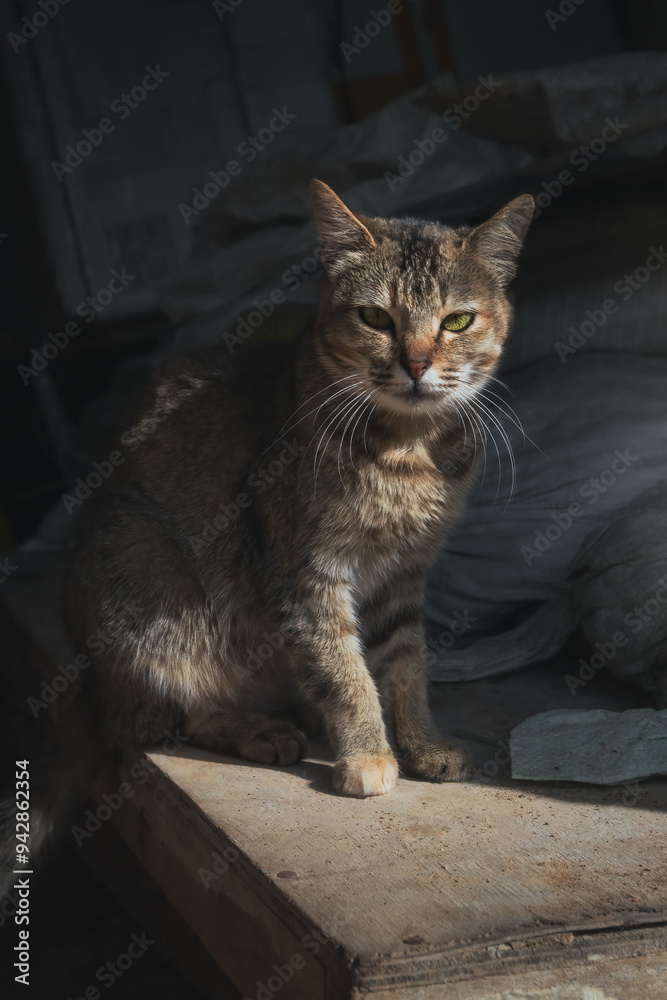 A cat looks deeply at you from the shade on a sunny day A cat looks deeply at you from the shade on a sunny day