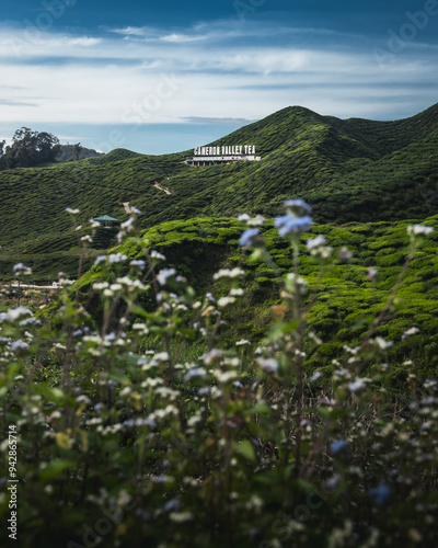 Cameron Valley tea plantations on a beautiful morning photo