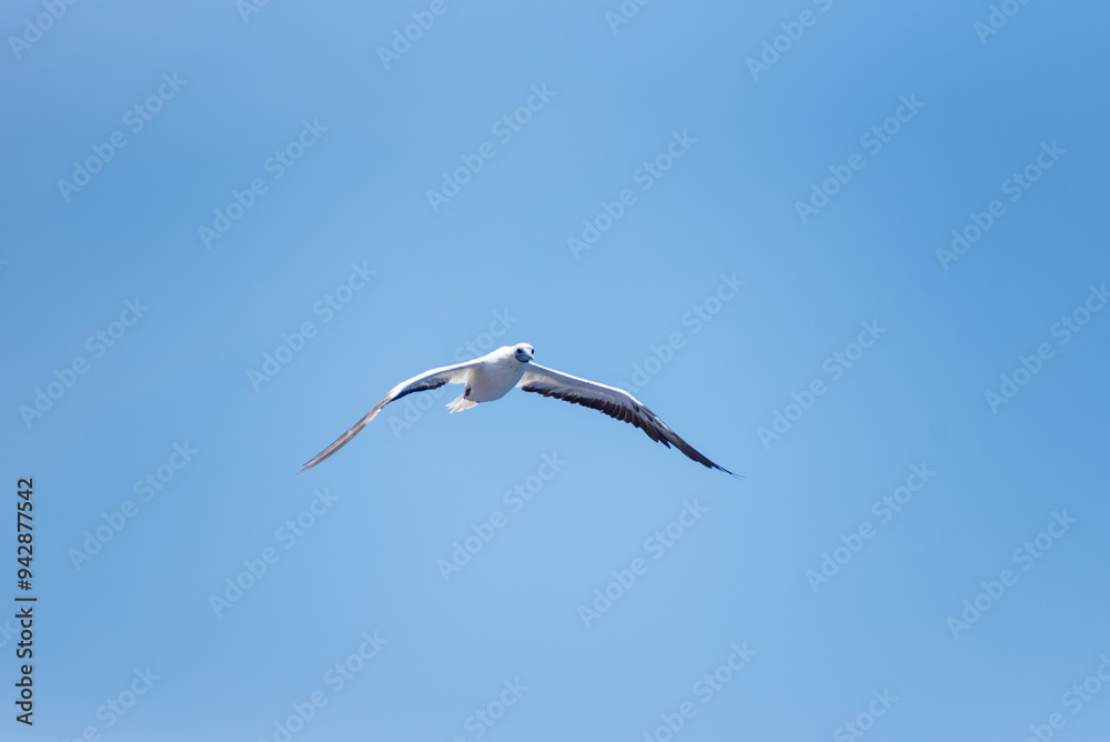 Obraz premium Seabird Masked, Blue-faced Booby (Sula dactylatra) flying over the blue, calm ocean. Seabird is hunting for flying fish jumping out of the water.