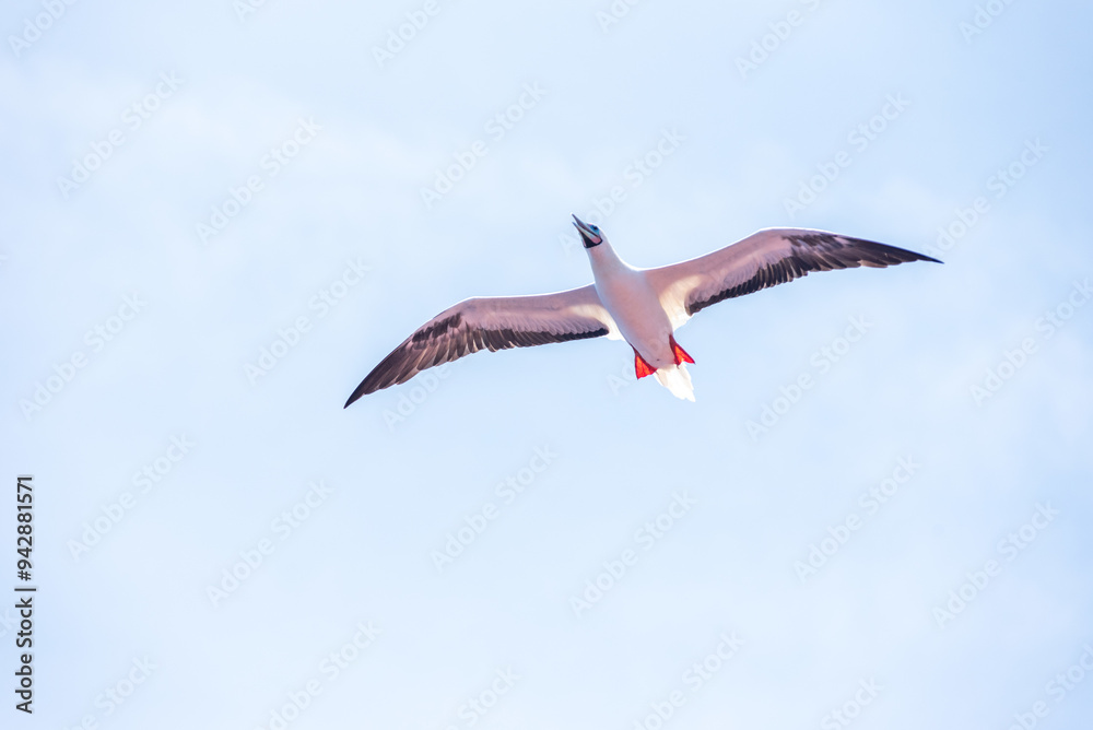 Obraz premium Seabird Masked, Blue-faced Booby (Sula dactylatra) flying over the blue, calm ocean. Seabird is hunting for flying fish jumping out of the water.