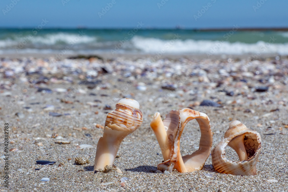 Obraz premium Closeup three shells of rapana venosa (rapa, sea snail, mollusc, conchifera) on beige sand on the beach. Shallow depth of focus. Blurred sea water horizon on the background. Fresh sunny summer mood.