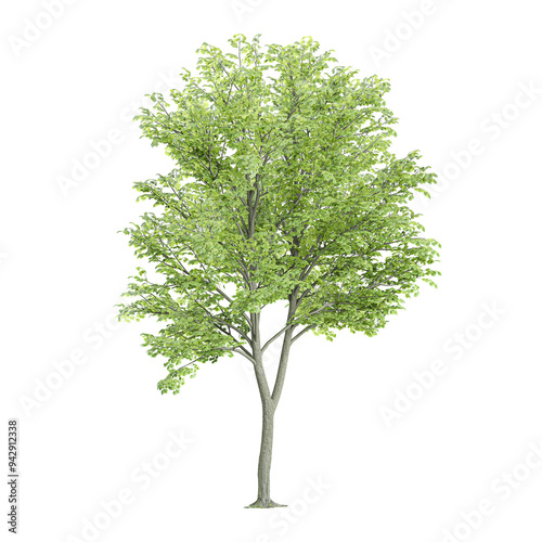 collection of beech Plant with realistic style