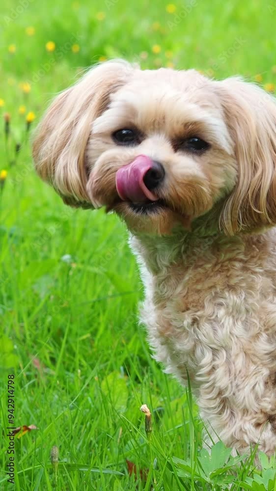 puppy on grass. A purebred Maltese dog on a background of summer green grass. Portrait of a dog. Pet looking at camera. puppy on grass. A purebred Maltese dog on a background of summer green grass. Portrait of a dog. Pet looking at camera.