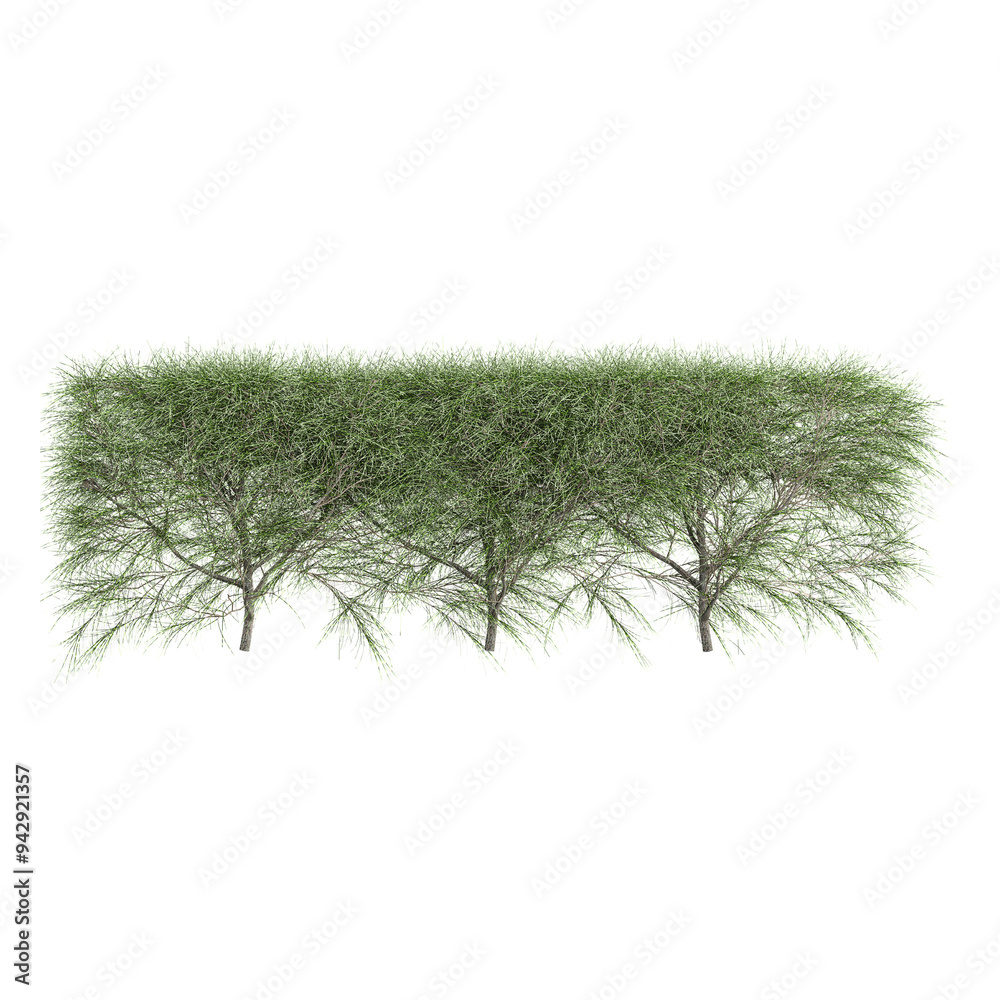 Pine Plant isolated on transparent Canvas Pine Plant isolated on transparent Canvas