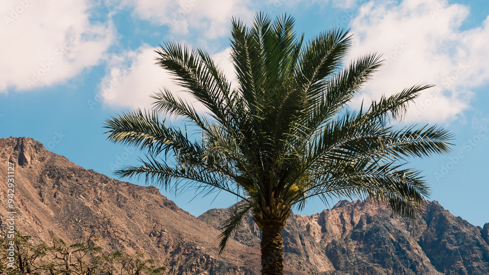 palm tree on a background of mountains and blue sky with white clouds palm tree on a background of mountains and blue sky with white clouds