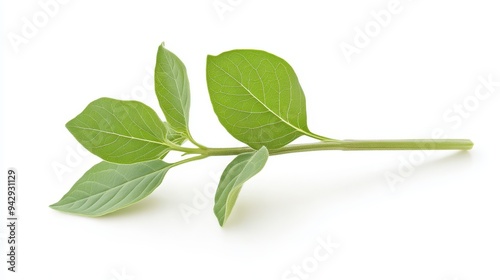 A leafy green plant with a stem. The leaf is long and thin. The stem is green and has a few small bumps