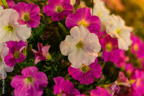 White and pink petunia close up