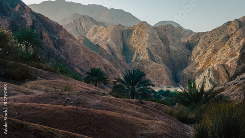 Fotografía mountain landscape with palm trees and plants in the desert of Egypt Dahab