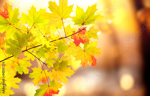 Calm fall season. Maple tree leaves on sunny beautiful nature autumn landscape. Horizontal autumn banner with Maple leaf of red, green and yellow color