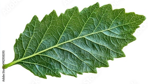 Detail shot of a lush green leaf, vivid backlight on a transparent backdrop. photo