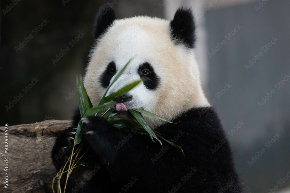 Funny Pose of Playful Panda, Yu Ai, Chongqing Zoo Funny Pose of Playful Panda, Yu Ai, Chongqing Zoo