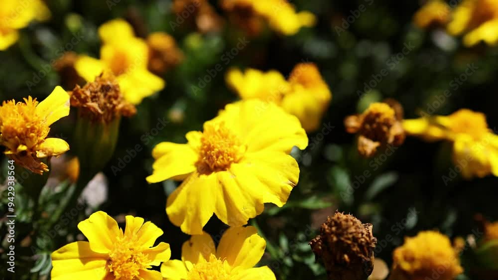 Bee Pollinating Yellow Flowers in Piedmont