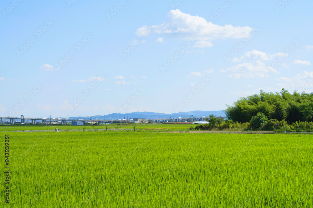 Midsummer, Japanese rural landscape, rice fields, grasslands, agriculture Midsummer, Japanese rural landscape, rice fields, grasslands, agriculture