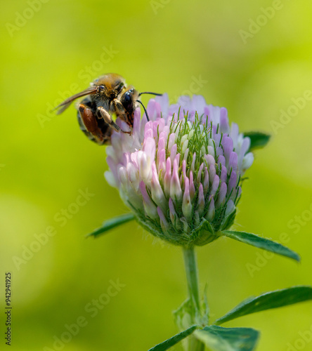 Bee on a blue flower in nature. Macro