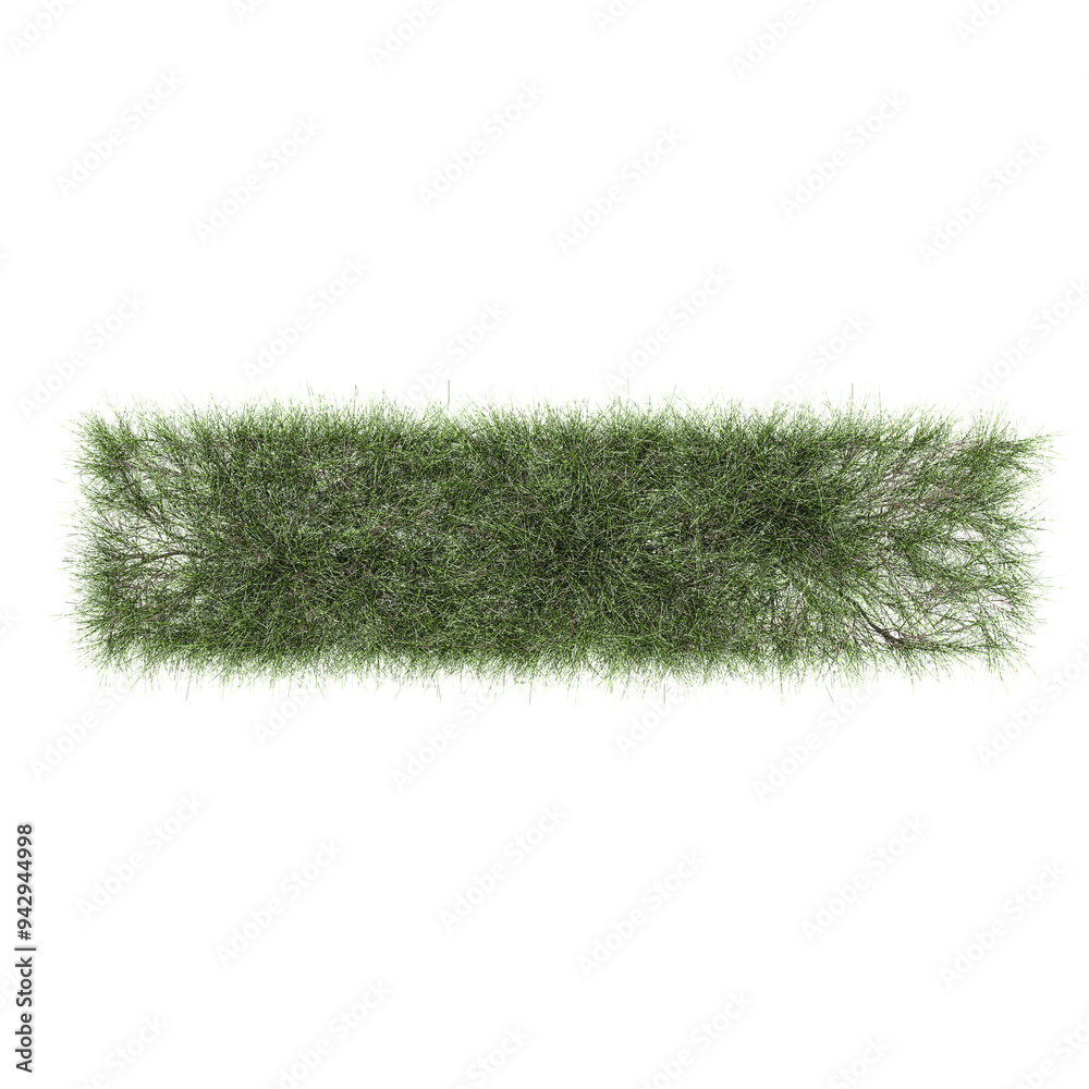 Top view of Pine Plant isolated on transparent Canvas Top view of Pine Plant isolated on transparent Canvas